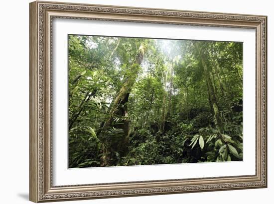 Tropical Rainforest, Borneo-Robbie Shone-Framed Photographic Print