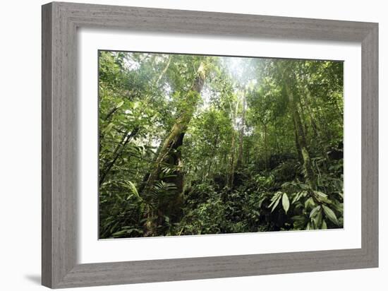 Tropical Rainforest, Borneo-Robbie Shone-Framed Photographic Print