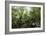 Tropical Rainforest, Borneo-Robbie Shone-Framed Photographic Print