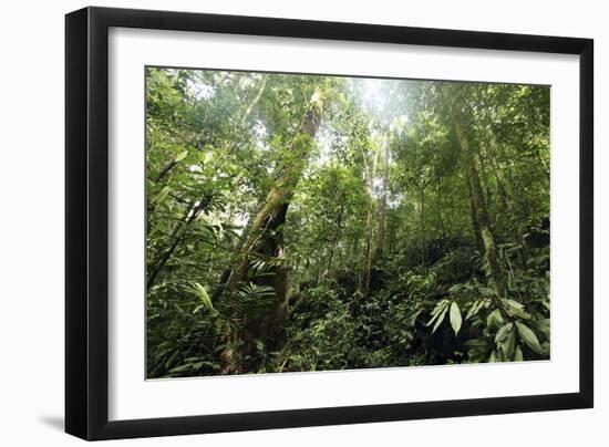 Tropical Rainforest, Borneo-Robbie Shone-Framed Photographic Print