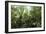 Tropical Rainforest, Borneo-Robbie Shone-Framed Photographic Print