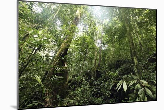 Tropical Rainforest, Borneo-Robbie Shone-Mounted Photographic Print