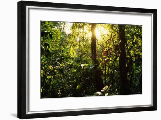 Tropical Rainforest in Panama-null-Framed Photographic Print