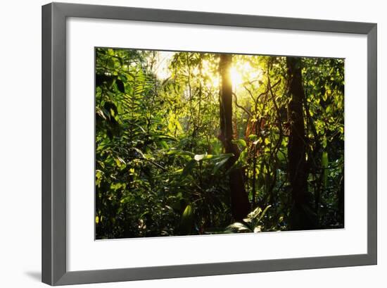 Tropical Rainforest in Panama-null-Framed Photographic Print