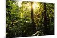 Photographic Print