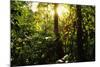 Tropical Rainforest in Panama-null-Mounted Photographic Print