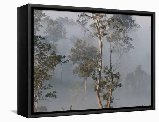 Tropical Rainforest on the Border of Burma and Thailand-Gavriel Jecan-Framed Premier Image Canvas