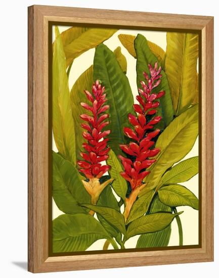 Tropical Red Ginger-Tim O'toole-Framed Stretched Canvas