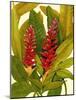 Tropical Red Ginger-Tim O'toole-Mounted Art Print