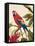 Tropical Red-Colleen Sarah-Framed Stretched Canvas