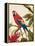 Tropical Red-Colleen Sarah-Framed Stretched Canvas