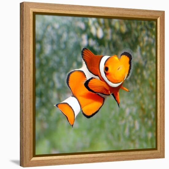 Tropical Reef Fish - Clownfish (Amphiprion Ocellaris) Macro With Shallow Dof-Kletr-Framed Premier Image Canvas