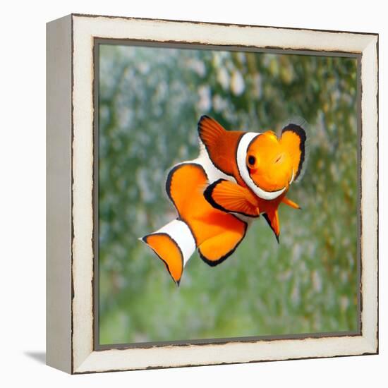 Tropical Reef Fish - Clownfish (Amphiprion Ocellaris) Macro With Shallow Dof-Kletr-Framed Premier Image Canvas