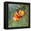 Tropical Reef Fish - Clownfish (Amphiprion Ocellaris) Macro With Shallow Dof-Kletr-Framed Premier Image Canvas