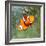 Tropical Reef Fish - Clownfish (Amphiprion Ocellaris) Macro With Shallow Dof-Kletr-Framed Photographic Print