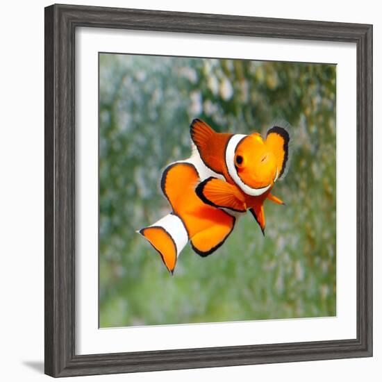 Tropical Reef Fish - Clownfish (Amphiprion Ocellaris) Macro With Shallow Dof-Kletr-Framed Photographic Print