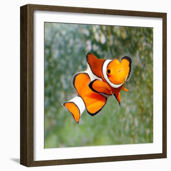 Tropical Reef Fish - Clownfish (Amphiprion Ocellaris) Macro With Shallow Dof-Kletr-Framed Photographic Print