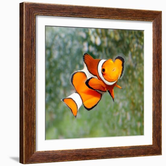 Tropical Reef Fish - Clownfish (Amphiprion Ocellaris) Macro With Shallow Dof-Kletr-Framed Photographic Print