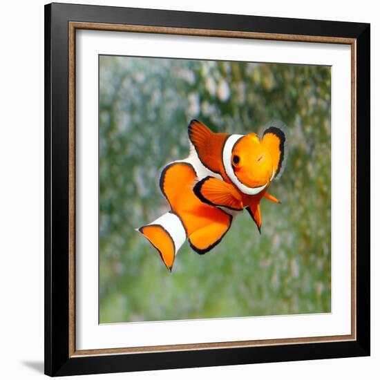 Tropical Reef Fish - Clownfish (Amphiprion Ocellaris) Macro With Shallow Dof-Kletr-Framed Photographic Print