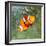 Tropical Reef Fish - Clownfish (Amphiprion Ocellaris) Macro With Shallow Dof-Kletr-Framed Photographic Print