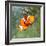 Tropical Reef Fish - Clownfish (Amphiprion Ocellaris) Macro With Shallow Dof-Kletr-Framed Photographic Print