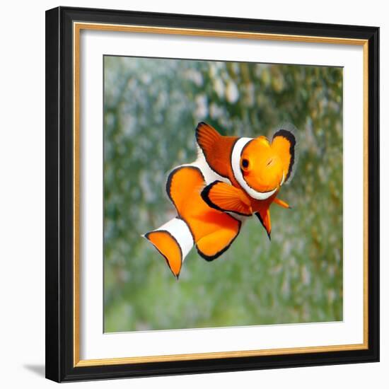 Tropical Reef Fish - Clownfish (Amphiprion Ocellaris) Macro With Shallow Dof-Kletr-Framed Photographic Print