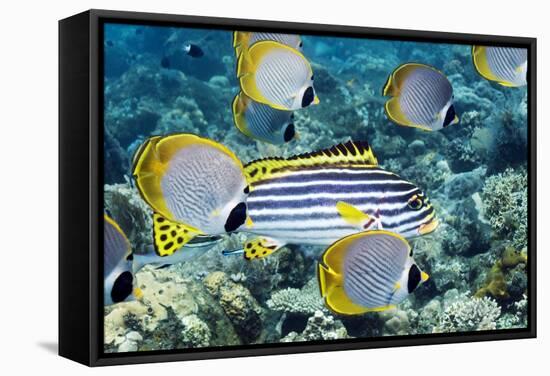 Tropical Reef Fish-Georgette Douwma-Framed Premier Image Canvas