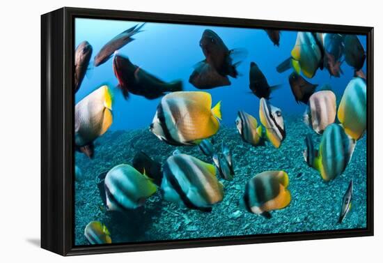 Tropical Reef Fish-Matthew Oldfield-Framed Premier Image Canvas