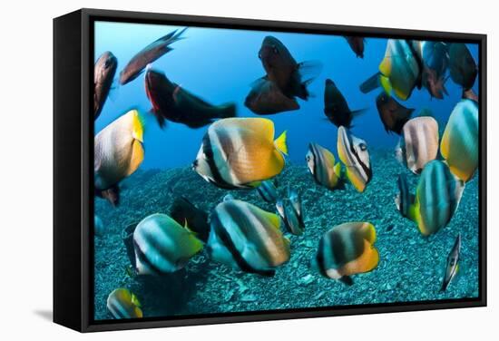 Tropical Reef Fish-Matthew Oldfield-Framed Premier Image Canvas