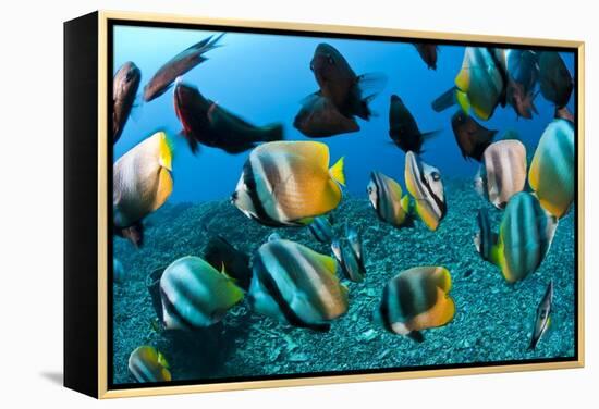 Tropical Reef Fish-Matthew Oldfield-Framed Premier Image Canvas