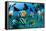 Tropical Reef Fish-Matthew Oldfield-Framed Premier Image Canvas