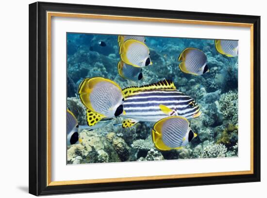 Tropical Reef Fish-Georgette Douwma-Framed Photographic Print