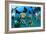 Tropical Reef Fish-Matthew Oldfield-Framed Photographic Print
