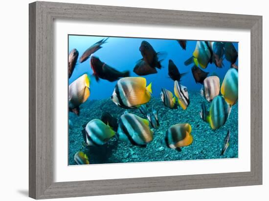 Tropical Reef Fish-Matthew Oldfield-Framed Photographic Print