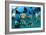 Tropical Reef Fish-Matthew Oldfield-Framed Photographic Print