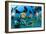 Tropical Reef Fish-Matthew Oldfield-Framed Photographic Print