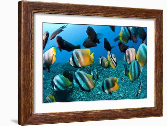 Tropical Reef Fish-Matthew Oldfield-Framed Photographic Print