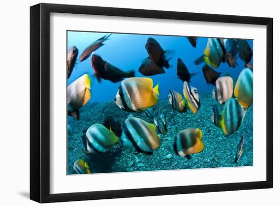 Tropical Reef Fish-Matthew Oldfield-Framed Photographic Print