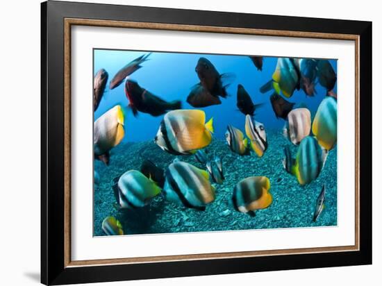 Tropical Reef Fish-Matthew Oldfield-Framed Photographic Print