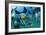 Tropical Reef Fish-Matthew Oldfield-Framed Photographic Print