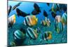 Tropical Reef Fish-Matthew Oldfield-Mounted Photographic Print