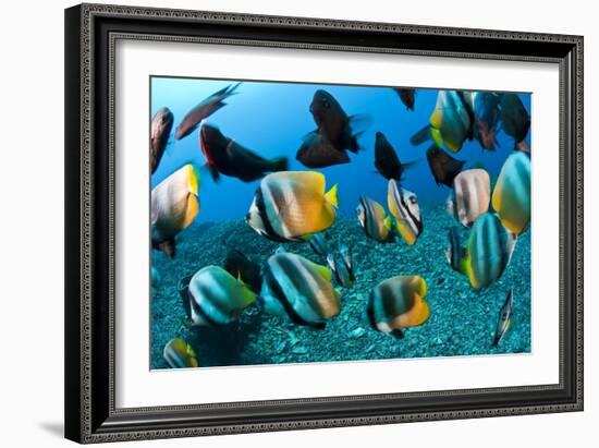 Tropical Reef Fish-Matthew Oldfield-Framed Photographic Print