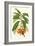 Tropical Rhododendron I-Horto Van Houtteano-Framed Art Print