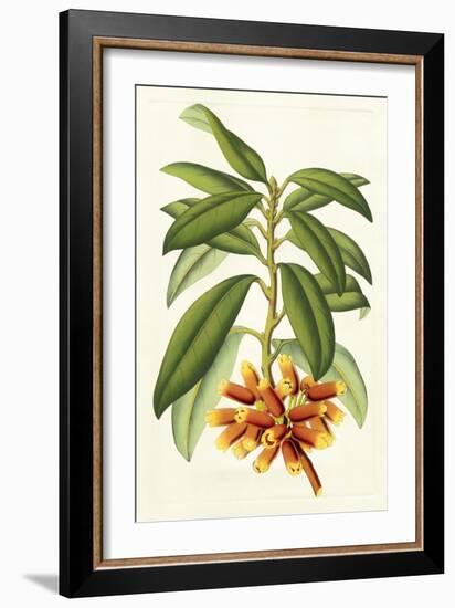 Tropical Rhododendron I-Horto Van Houtteano-Framed Art Print