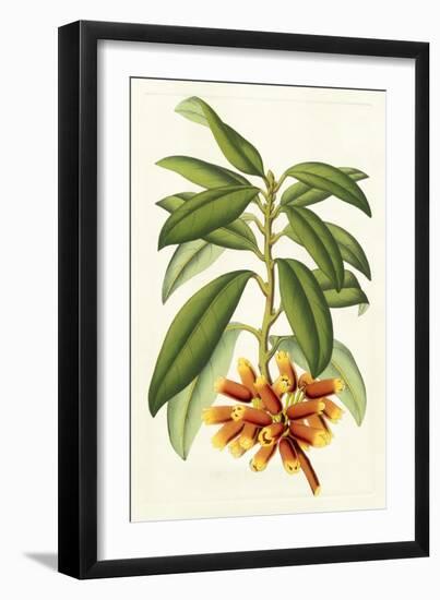 Tropical Rhododendron I-Horto Van Houtteano-Framed Art Print