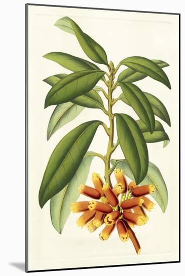 Tropical Rhododendron I-Horto Van Houtteano-Mounted Art Print