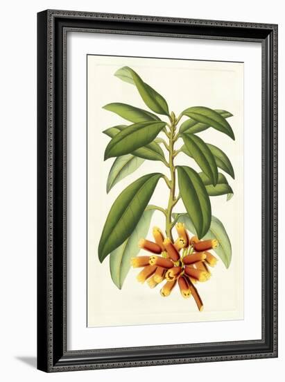 Tropical Rhododendron I-Horto Van Houtteano-Framed Art Print