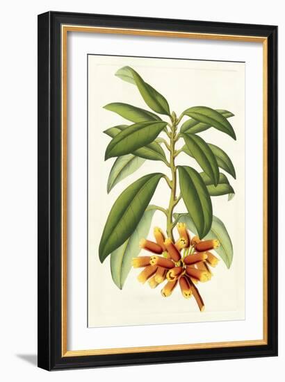 Tropical Rhododendron I-Horto Van Houtteano-Framed Art Print