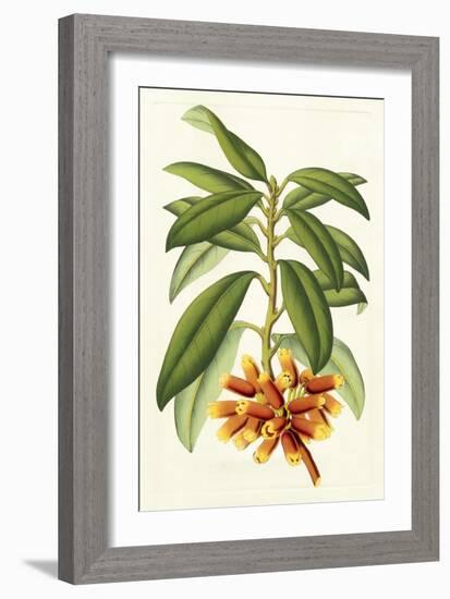 Tropical Rhododendron I-Horto Van Houtteano-Framed Premium Giclee Print