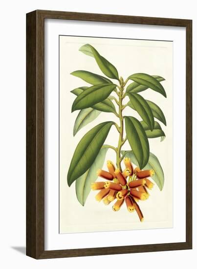 Tropical Rhododendron I-Horto Van Houtteano-Framed Premium Giclee Print